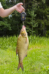 Image showing Weighed bream.