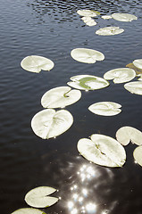 Image showing Sun reflection on lily leaves.