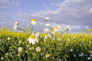 Image showing Daisy and raps.