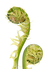 Image showing Fern leaf stems.