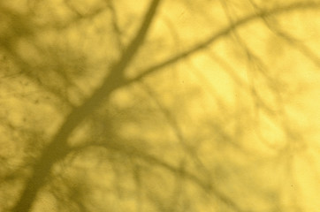 Image showing Tree shadow on white wall. 