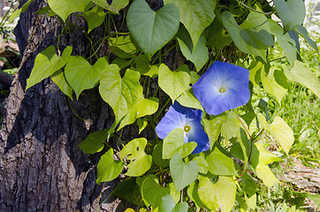 Image showing Creeper plant clematis. 