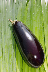 Image showing Eggplant. 