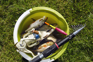 Image showing Bucket full of fishes.