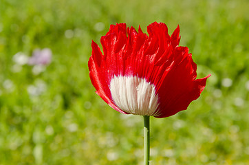 Image showing Red white poppy.