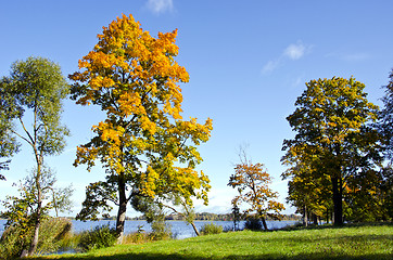 Image showing Colorful trees early autumn lake backdrop blue sky 