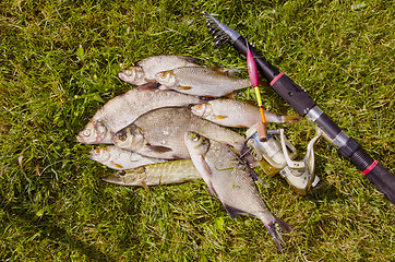 Image showing Freshly caught fishes.