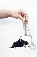 Image showing Mole caught with traps.