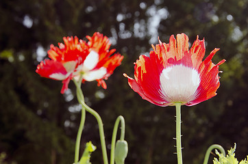 Image showing Couple of red poppies.