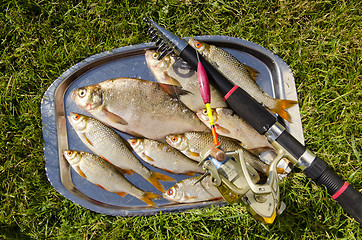 Image showing Freshly caught fishes.