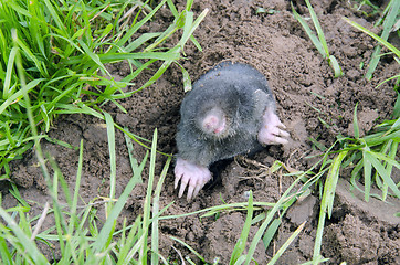 Image showing Mole head.