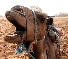 Image showing Close up of camel's face