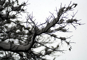 Image showing Snow covered tree branches