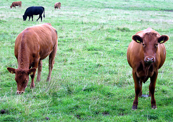 Image showing Curious calves