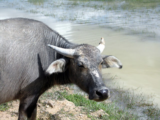 Image showing Water buffalo