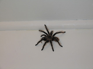 Image showing Tarantula