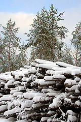 Image showing Arctic Firewood Trunks