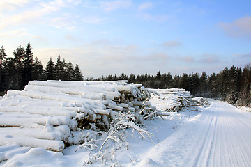 Image showing Winter fuel wood by forest road