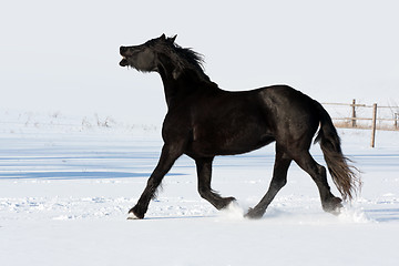 Image showing Black horse run gallop in winter
