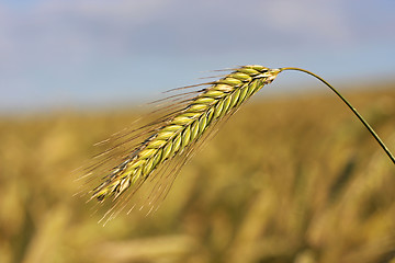 Image showing Ears of Wheat