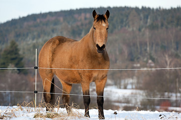 Image showing Horse in winter