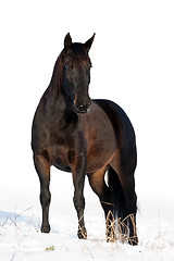 Image showing Black horse in winter