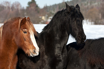 Image showing Horses in snow