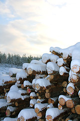 Image showing Arctic Firewood