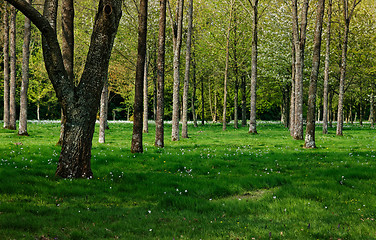 Image showing Spring forest