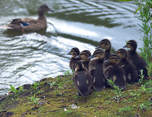 Image showing Ducklings