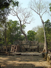 Image showing temple trees