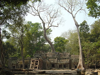 Image showing temple trees