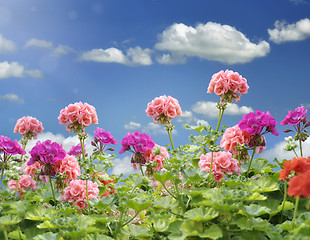 Image showing Geranium Flowers 