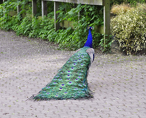 Image showing Peacock