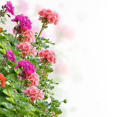 Image showing Geranium Flowers 