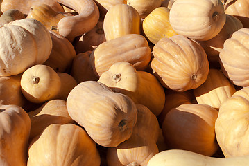 Image showing Pumpkins