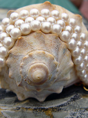 Image showing Sea Shell Wrapped in Pearls