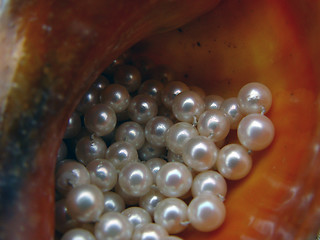 Image showing Pearls Enveloped in Sea Shell