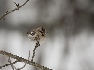 Image showing Redpoll