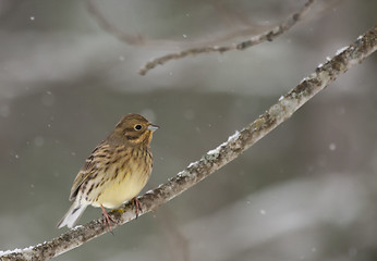 Image showing Yellowhammer