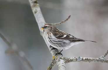 Image showing Redpoll