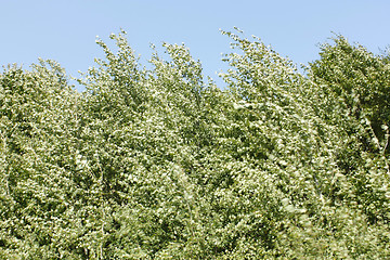 Image showing Trees during strong wind