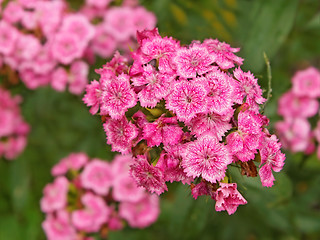 Image showing Bright pink flowers