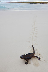 Image showing Galapagos marine Iguana