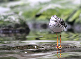 Image showing bird on the lake