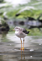 Image showing bird on the lake