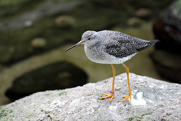 Image showing bird on the rock