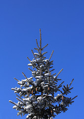 Image showing frozen tree