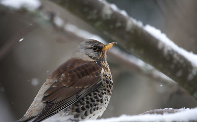 Image showing Fieldfare