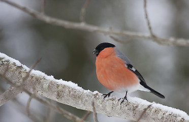 Image showing Male bullfinch